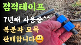 점적테이프 7년째 사용중