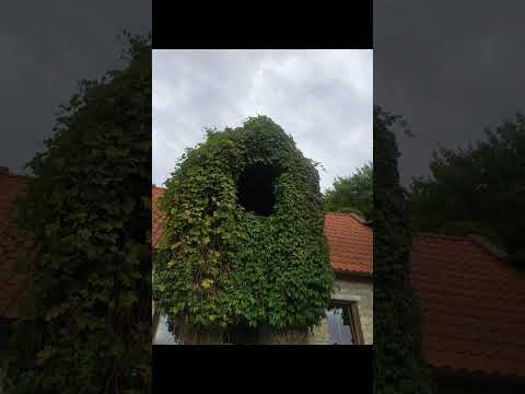 👉 Niedziela na rynku w Kazimierzu Dolnym - 15.09.2024 #kazimierzdolny #rynek #kamieniołomy