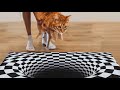 My Cat Vs Optical Illusion Maze