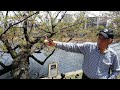 master of sparrows ueno park s avian whisperer in tokyo japan