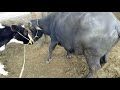Important Bull And Buffalo Bull Mating Video