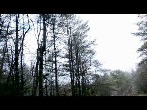 Slow Motion Goshawk Release