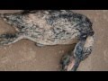 Troubling!! Hundreds of PENGUINS WASHED UP.