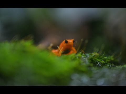 Glow-in-the-dark frogs