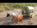 How To Make Bullock Cart Wooden Bullock DIY Homemade Woodworking Projects