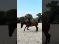 Superbe jument de sport
