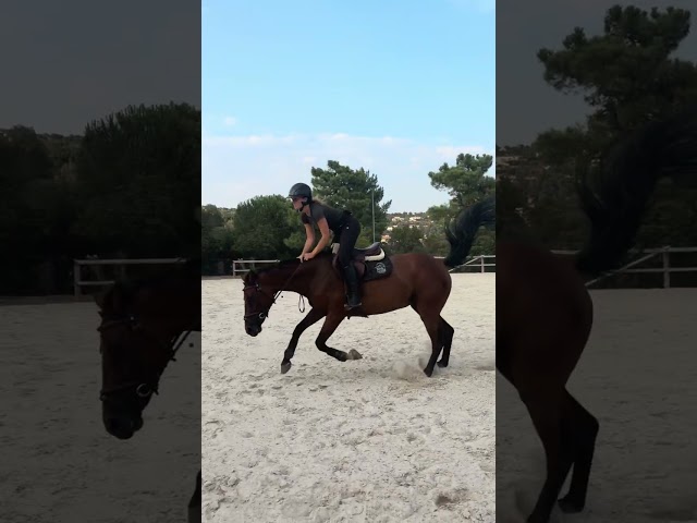 Superbe jument de sport