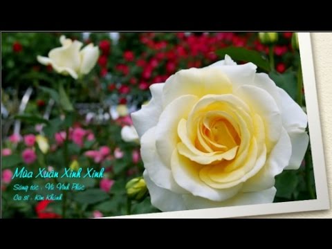 Thể hiện bởi Kim Khánh