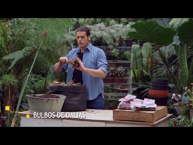 Vídeo relacionado con Dalias Bulbos Gigantes Dinnerplate Rosas - 5 Bulbos de Flores Exterior - Plantas Naturales Exterior de Holanda - No Resistente - Decoracion Jardin, Macetas y Balcón - Sin Semillas, No Artificiales