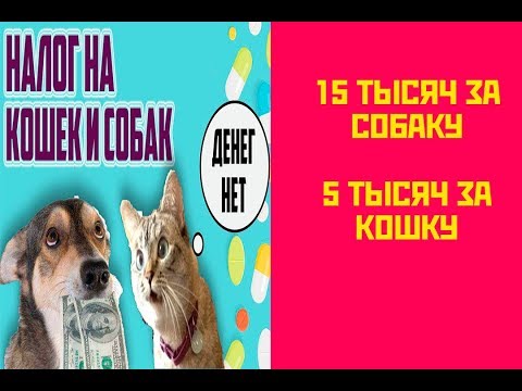 В России введут налог на домашних животных.