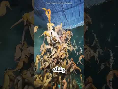 He Saved a Dying Seahorse... Then Something Magical Happened!#shorts  #shortvideo