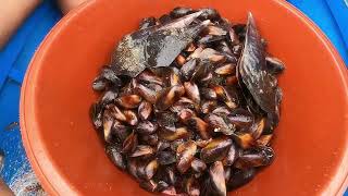 Pagsisisid ng Tahong, Catch&Cook | BillyAillySeaTV