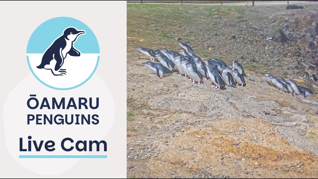 Live webcam view of Ōamaru Little Penguins Live Cam