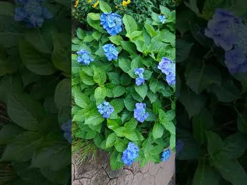 将来の開花を危険にさらさずに、いつどのようにアジサイの頭を切るのですか？  庭園