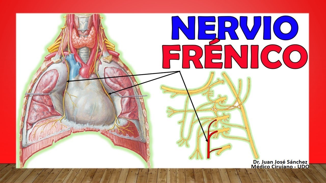 🥇 Anatomía del NERVIO FRÉNICO. ¡Fácil Explicación!