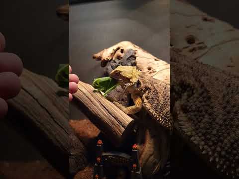 Slow Motion Bearded Dragon Eats in Slo-mo: Saphy the Bearded Dragon Grabs and Eats Food in Slo-mo