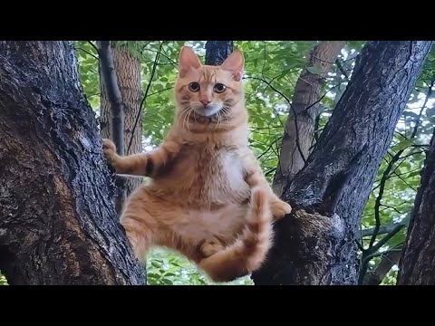 Les chats : des animaux fous et imprévisiblement intelligents