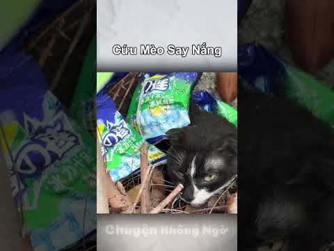 Cứu Mèo Say Nắng