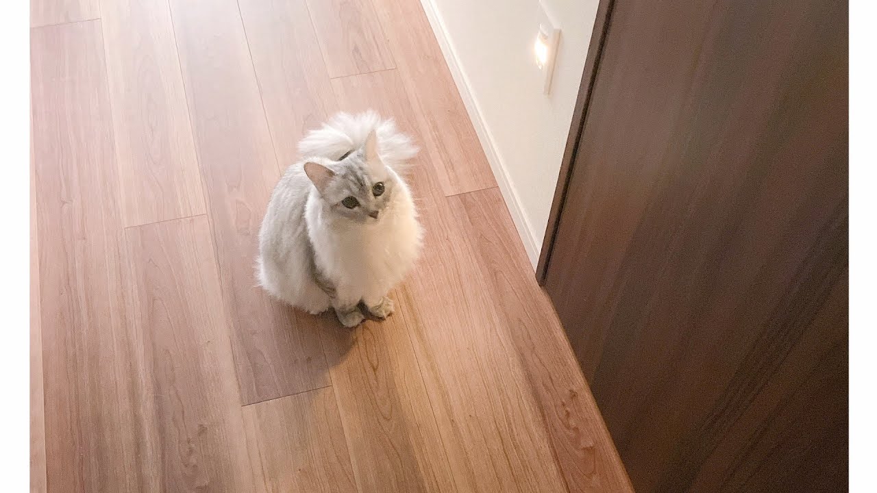 甘えんぼ猫のモーニングルーティンを撮影してみた