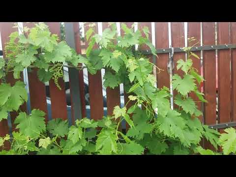 Plan de amenajare curte in fata casei