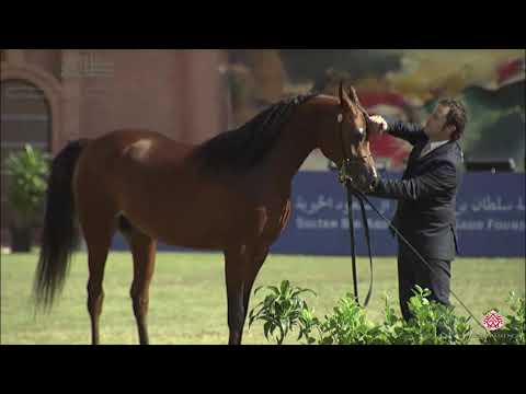 N.176 RENOIR DI MAR - 2020 PSAIAHF Al Khalediah Show - Colts 2 Years Old (Class 5)