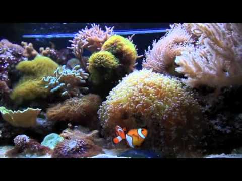 Clown Fish Spawning