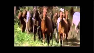 HORSE / Dégage by Bryan Adams