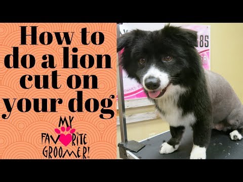 How to do a lion cut on a dog