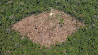 La Amazonia: Una criminal deforestación y sus responsables