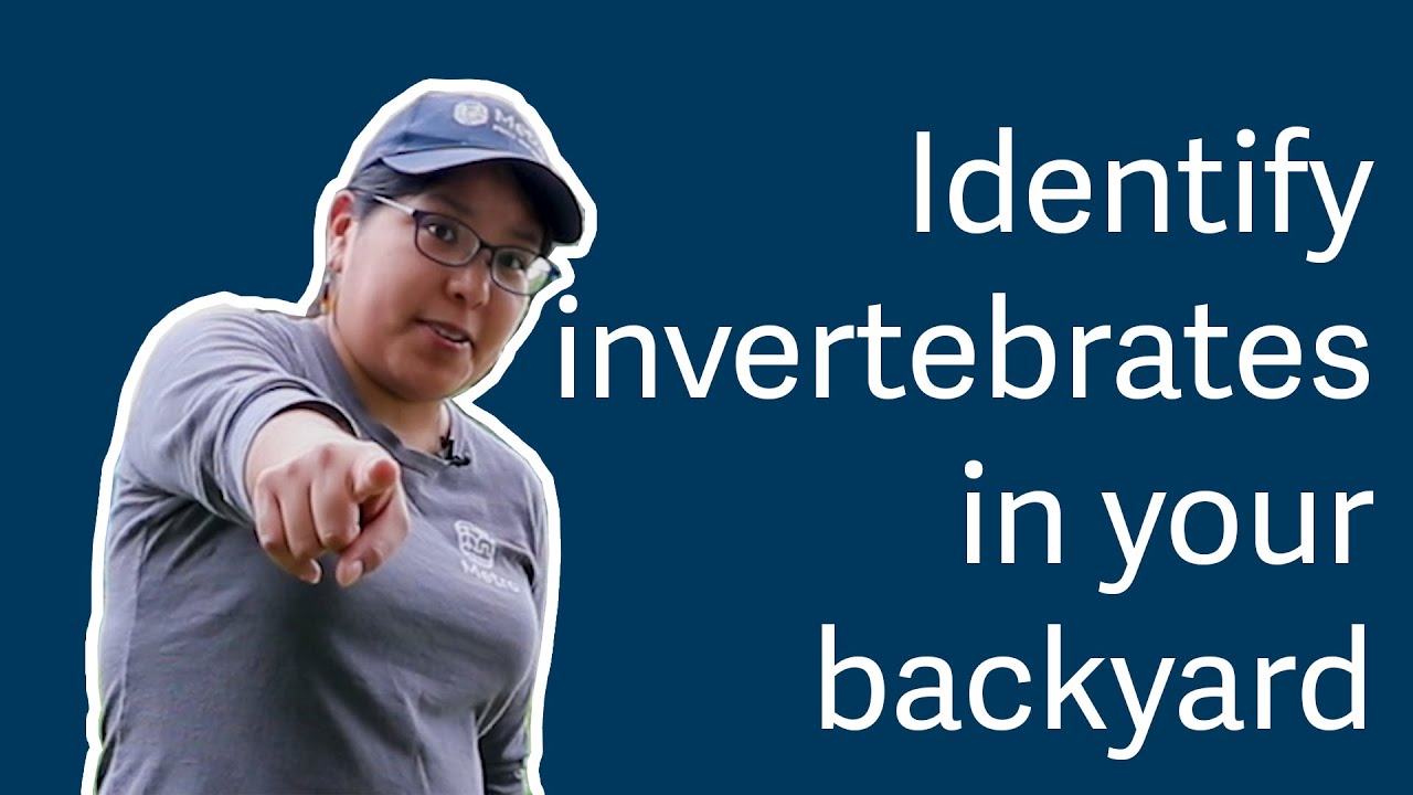 Nature activities for neighborhoods - bugs