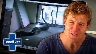 7m Long Pythons are getting FREAKY at a Rowing Club House 🐍💕 | Bondi Vet