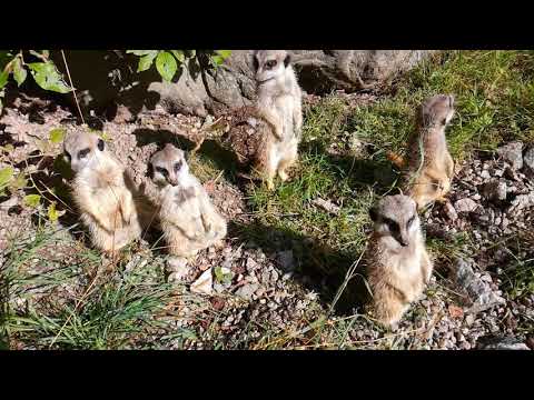 Meerkat sound