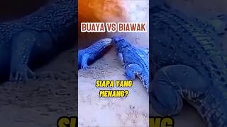 Download lagu ganas Buaya vs Biawak, siapa menang? #animals #hewan #binatang #reptiles mp3