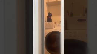 【黒猫】張り込み中