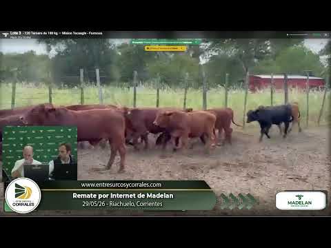 29-05-26 - Remate por Internet de Madelan - Especial Nacionales - Riachuelo, Corrientes
