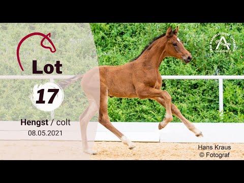 Lot17 VOLUTO SN - 1. österreichische online Fohlenauktion