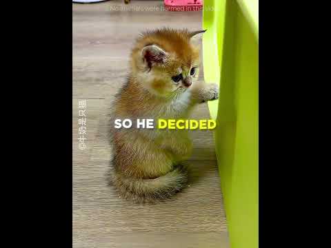 This Kitten CAUGHT SLEEPING During Training 😽📸 #shorts