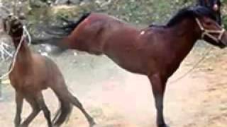 amor salvaje   bronco   YouTube