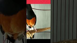 Download lagu pancingan PAGI HARI 99% AMPUH bikin GACORDOR dngn suara Murai Batu isian kenari,cililin,lovebird mp3