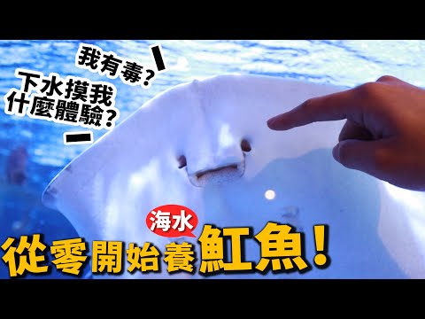 魟魚顏色