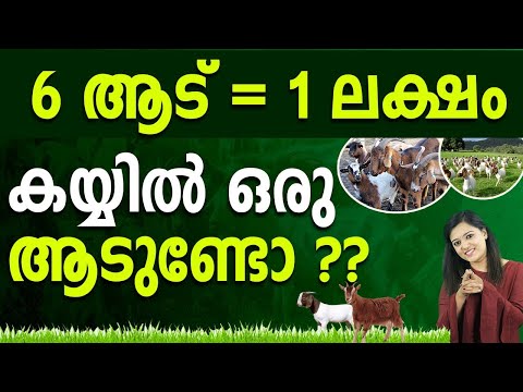 , title : 'Want to Become A Successful Goat Farmer? | High Profitable Goat Farming In Malayalam | Vidya Nair'