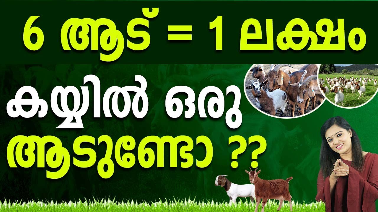 Which goat breed is most profitable in Kerala? Tipseri