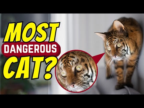 4 Hybrid Cats That NOBODY Should Own!