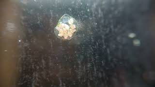 ramshorn snail embryos