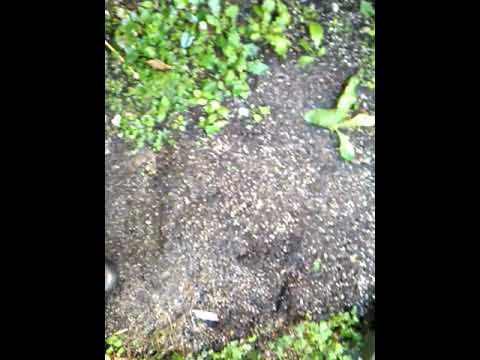 ガーデニングを始めるために雑草を取り除くにはどうすればよいですか？環境に優しい解決策には段ボールが必要です。  庭園