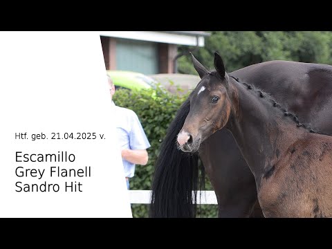 Hf v Escamillo x Grey Flanell x Sandro Hit 2025