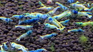 Caridina sp.Blue Bolt 