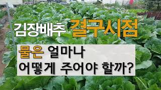 김장배추  결구시점 물은 얼마나 어떻게 주어야 할까? #주말농장. 도시 텃밭 배추 가꾸기.
