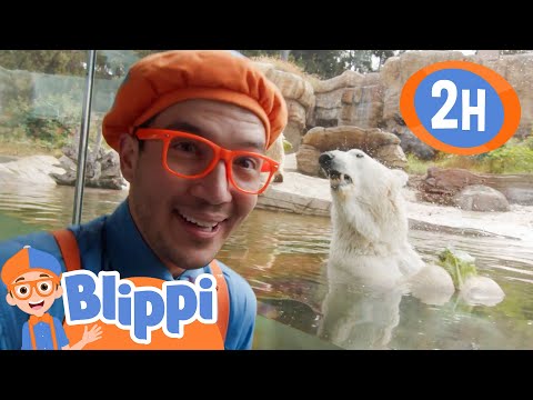 Blippi visits San Diego Zoo! | Animals for Cartoons Kids | Funny Cartoons | Learn about Animals