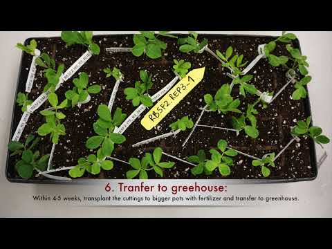 Cuttings for Peanut Propagation